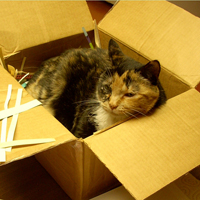 Charlotte in a box