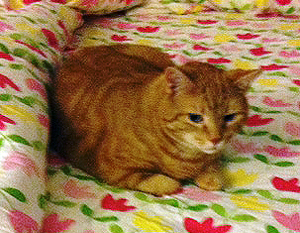 Little Max in Dad's Bed