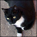 Photo of Blackie Photo of Blackie